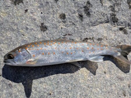 ウキ釣りで数稼ぎ